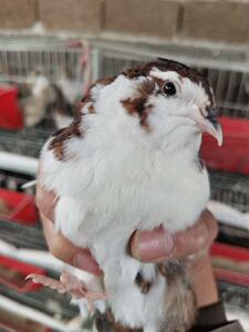 巨型沙维鹌鹑种蛋30送5,一共35个 百分之70的受精率_阿里巴巴找货神器