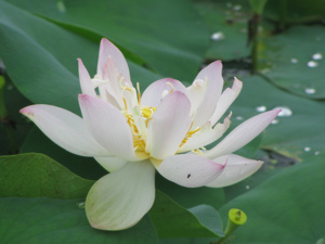 新款楚女 碗莲种藕湖南美丽莲花园杨德高迷你碗莲微型荷花小型莲