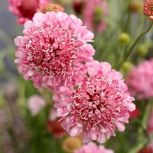 新款小园丁的夏日时光 松虫草 粉色系蓝盆花庭院花园草本切花盆栽
