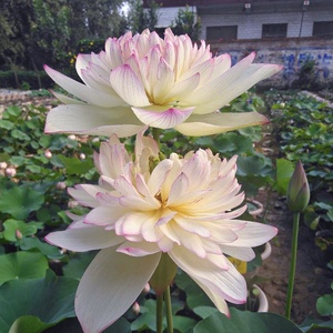 新款(新云锦 )中型荷花种藕碗莲盆栽莲花阳台水培植物 建国碗莲苑