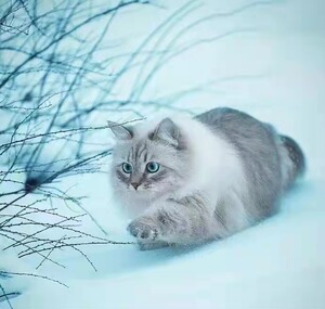西伯利亚森林猫不掉毛低敏俄罗斯猫挪威森林猫巨型幼猫活体宠物猫