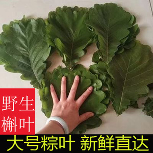 新鲜粽叶野生大码槲叶端午粽子叶现摘天然菠萝叶桲椤叶柞树叶槲包