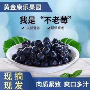 速冻鲜果黑果花楸野樱莓不老莓酵素泡酒专用 3斤包邮