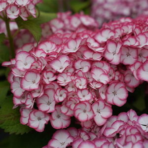 美佳子绣球重瓣可调色八仙花盆栽花朵大花期长植物盆栽