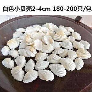 天然白贝壳扇贝鸟尾椰子贝打孔眼diy手工画彩绘家居装饰鱼缸造景