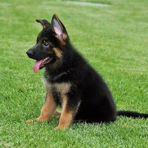 纯种德国牧羊犬幼犬双血统黑背德牧活体幼犬警犬军犬护卫犬小狼狗