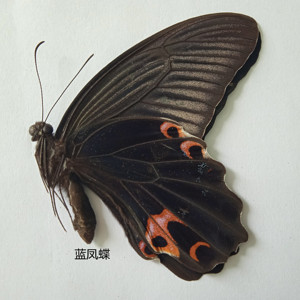 蓝凤蝶 papilio protenor cramer 蝴蝶标本 产地 云南 081
