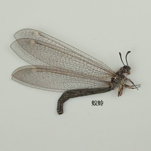蚁蛉标本 myrmeleontidae 昆虫标本 024