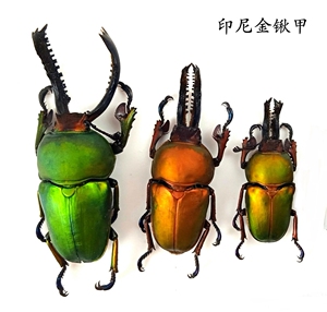 印尼金锹形虫 lamprima adolphinae 锹甲标本 产地印度尼西亚 047