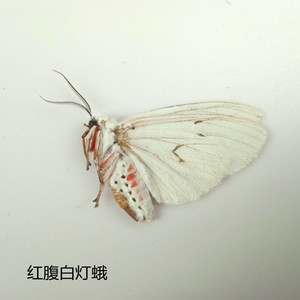 红腹白灯蛾  蛾类标本未展翅飞蛾  产地黑龙江 004 展翅后约5cm