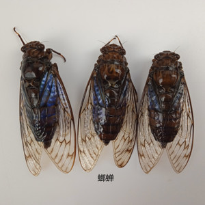螂蝉标本 pomponia linearis 蝉知了昆虫标本 产地湖北 109