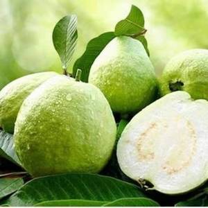 番石榴白心新鲜10斤