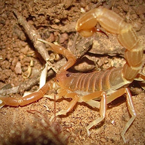 肯尼亚白粗尾金蝎 橙色系 parabuthus pallidus沙漠蝎宠物蝎子