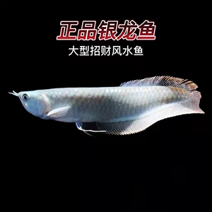 银龙鱼精品