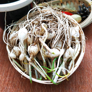 鲜蓁蓁 东北小根蒜 大脑瓜特产新鲜蔬菜非野生山菜小根菜农家包邮
