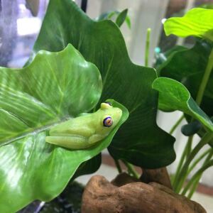 进口精品老爷树蛙宠物活体奶牛树蛙宠物蛙绿蓝姥爷树蛙旅行蛙角蛙