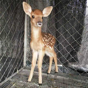 宠物梅花鹿