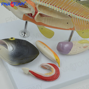真鲈鱼内脏器官解剖模型水产养殖业生物教学实验可拆卸动物标本