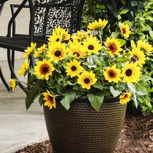 耐旱喜阳植物喜欢阳光的绿植矮化盆栽花苗太阳花大苗幼苗阳台花卉