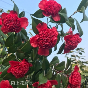 金盘荔枝名贵品种茶花盆栽红色拖桂型中型花阳台庭院绿植当年开花