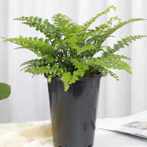 宝石蕨 吉姆蕨四季常青观叶绿植净化空气吸甲醛客厅办公室小盆栽