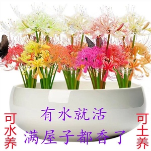 【特价】彼岸花水培花卉植物客厅绿植进口曼珠沙华四季常青除甲醛