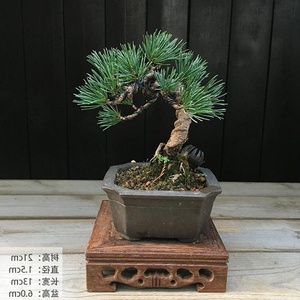 日本ru微型正宗短针日本五针松大阪松小盆景瑞光那须名贵品绿植盆