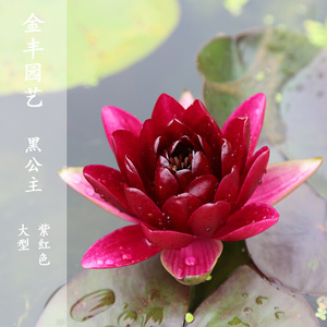 黑公主大睡莲带花苞紫红色水培植物水养四季睡莲根块根茎庭院盆栽