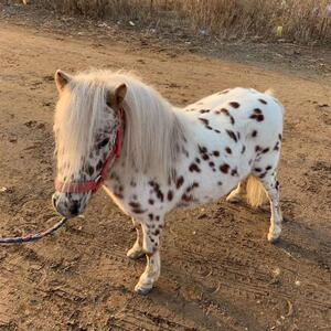 小矮马活马宠物真马小马