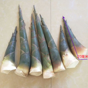 笋尖四川宜宾兴文特产硬头黄竹笋野生蔬菜新鲜现挖带壳五斤包邮