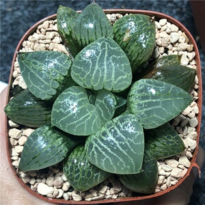 水晶康平101寿亮窗十二卷玉露多肉植物一物一拍满48包邮.