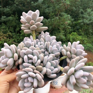 桃美人 奶酪 老桩一物一拍 状态精品多肉 云南大棚昆明萌多肉