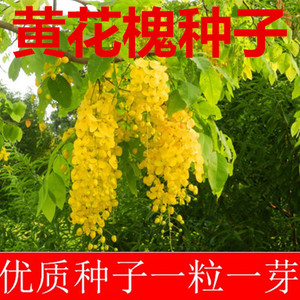 黄金树花种子