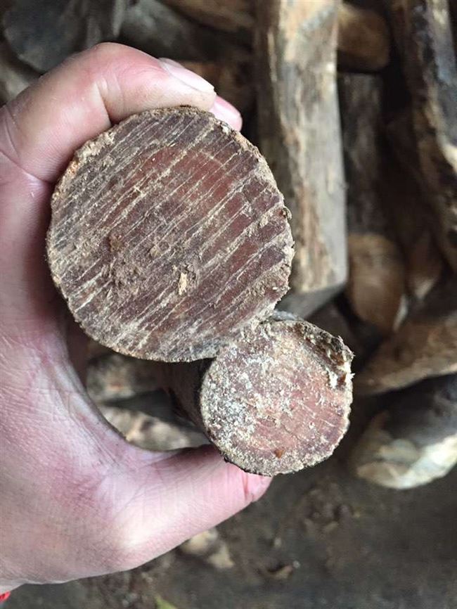 松丁中国大陆黑龙江省松木手把件琥珀木精品原木料松明子手串料.