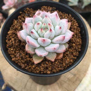 爪杂 杜里万 映月台多肉植物办公室阳台精美盆栽多肉k植物组合盆