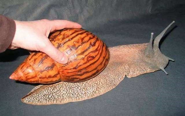 蜗牛宠物巨型超大