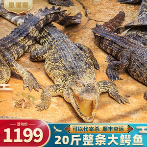新鲜整条大鳄鱼 礼品级活体鳄鱼20斤泰国暹罗鳄水产鳄鱼肉发顺丰