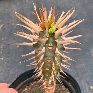 四季花语喷火龙一物一拍强刺红花大戟科块根喷火龙l仙人柱多肉