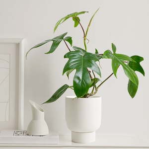 北欧风稀有飞机蔓绿绒绿植小盆栽小众四季常青好养净化空气吸甲醛