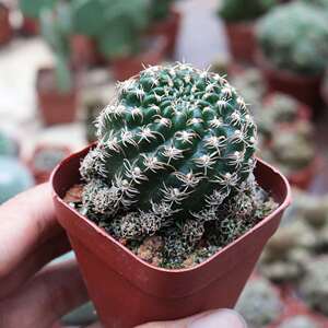 方便面仙人球开花趴刺不扎手乌艳丸仙人掌多肉室内桌面防辐射盆栽