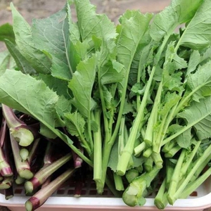 油菜尖新鲜时令蔬菜菜籽心四川特产油菜薹油菜苔青油菜苔1/2/4斤