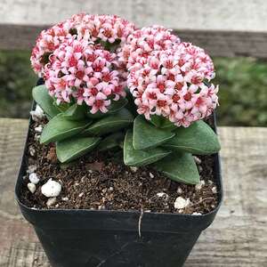 神童纪之川开花多肉植物盆栽雷童巴肉肉办公桌室内阳台花卉防辐射