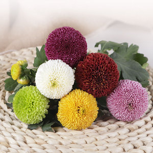 乒乓菊盆栽带花阳台庭院四季开花重瓣七彩球菊菊花苗耐寒耐热花卉