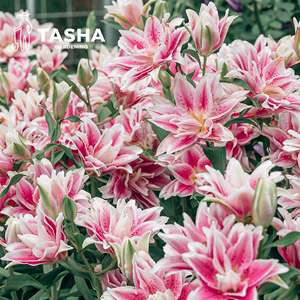 塔莎的花园春重瓣香水百合种球进口多头庭院开花种子花卉铁炮爱莎