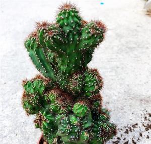 山影植物盆景观赏造型虎头山影科植物盆景阳台庭院虎头山仙人掌.