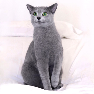 俄罗斯蓝猫绿眼猫活体幼崽猫精品纯种短毛猫 萌爱俄血蓝猫 宠物猫