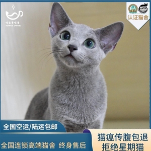 俄罗斯蓝猫纯种幼猫赛级活体俄蓝绿眼睛低敏猫俄系日系北欧精灵猫