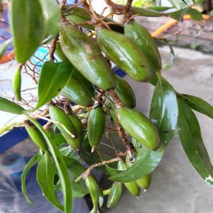 石橄榄新鲜石仙桃野生单叶小果煲汤材料炖汤补品药材现摘现发500g