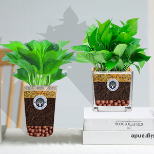 liaozhumi淘宝绿箩盆栽室内吸甲醛绿萝客厅植物懒人大叶罗禄萝自动