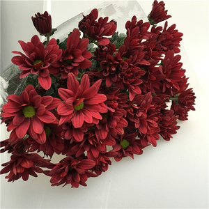 红色雏菊 莫奈多头菊 长花期 一扎10枝 生日家庭瓶同t城鲜花速递